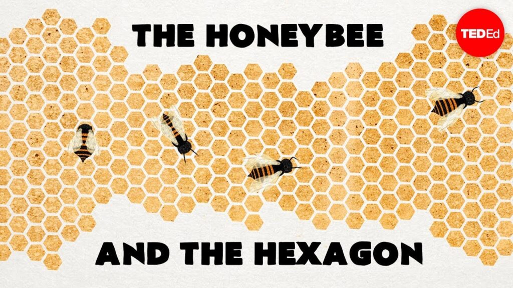 ミツバチ：昆虫界の数学的天才