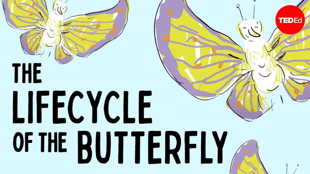 毛虫から蝶への変態の魅力的なプロセス