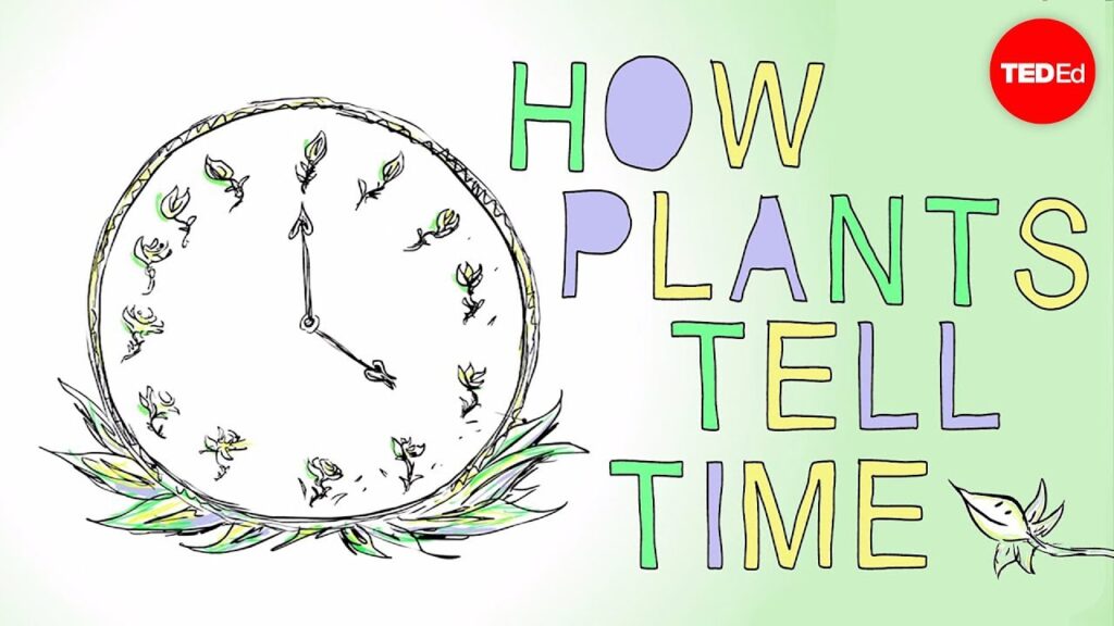 植物の固有の時計：循環リズム