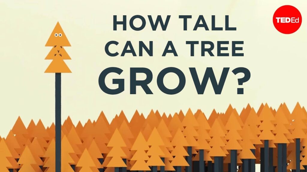 世界最高の木が永遠に成長しない理由は何ですか？
