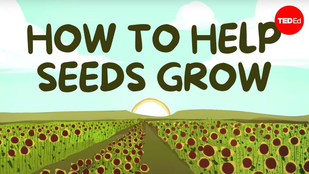種子を育てる方法：成功する発芽のための技術