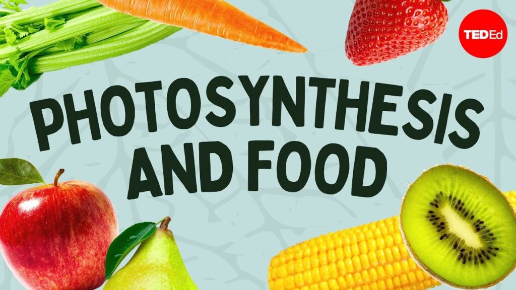光合成の理解：植物が私たちが食べる食物を作り出す方法