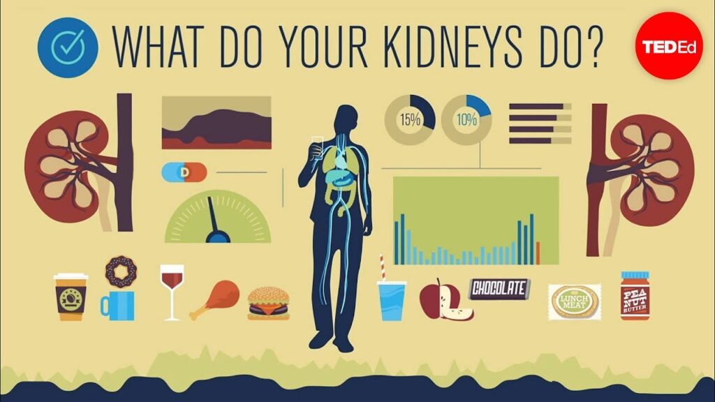 腎臓の重要性：あなたの体の内部センサー