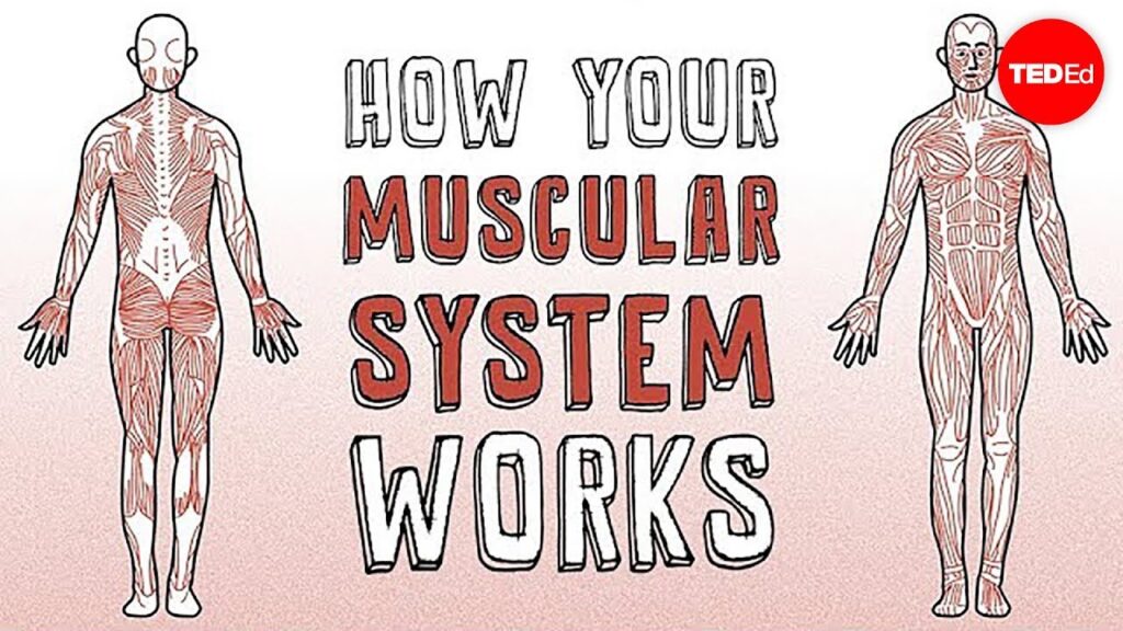 筋肉系統の素晴らしさ：身体が動く仕組みを理解する