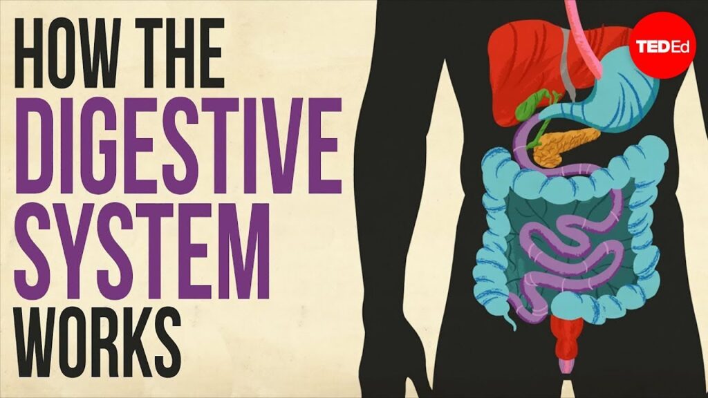 人間の消化器系：身体を通る旅