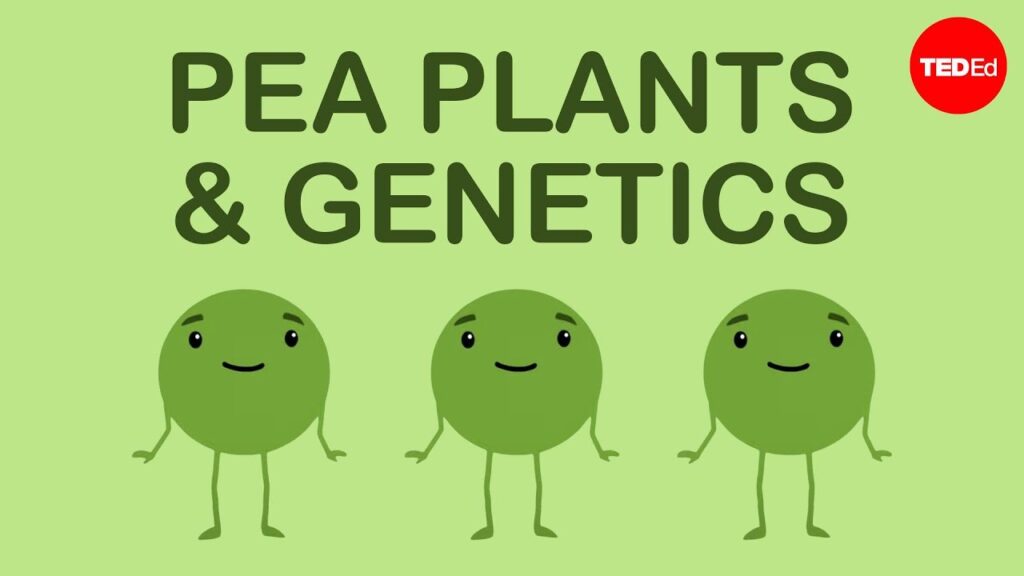遺伝の原理：グレゴール・メンデルの豌豆を通じた遺伝学の理解