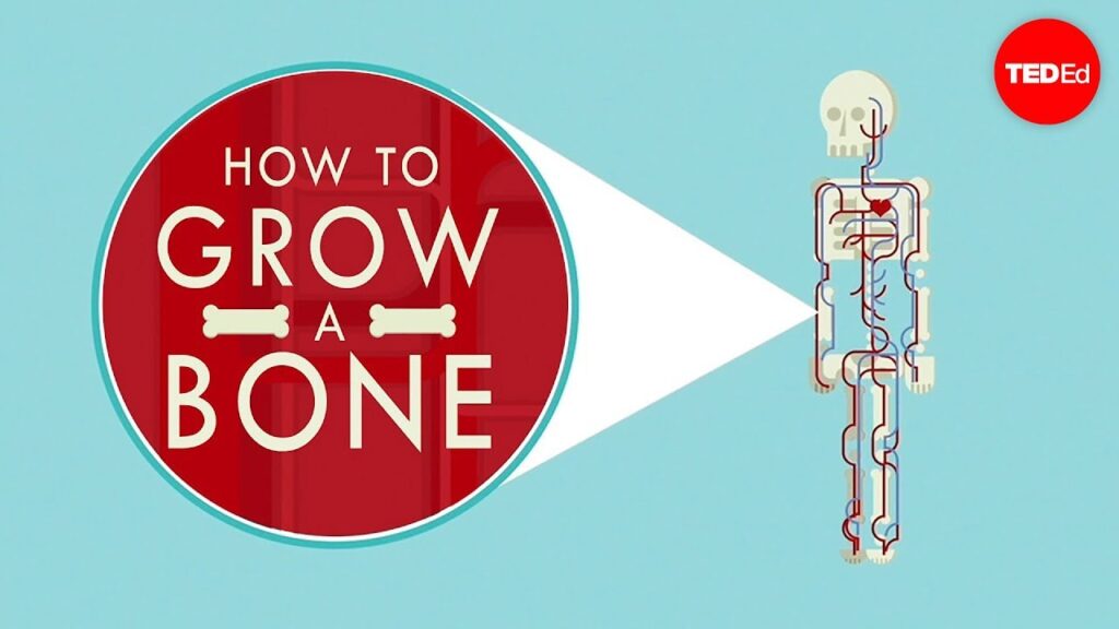 体外で人間の骨を育てることはできるか？