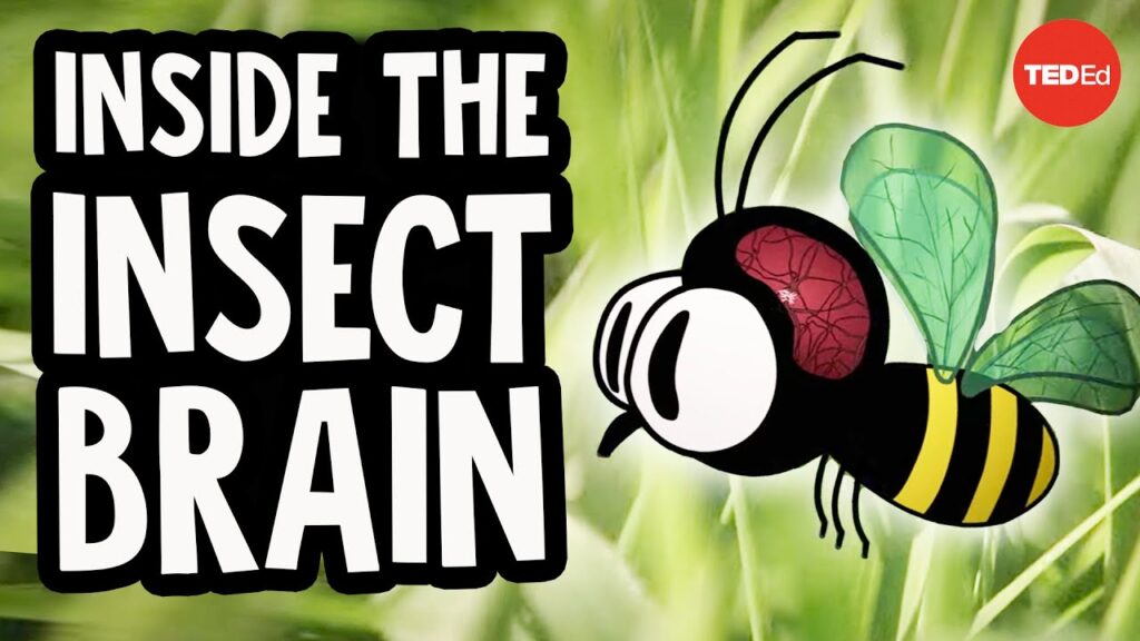 驚異的な昆虫の脳：小さなものがどのように複雑になるのか
