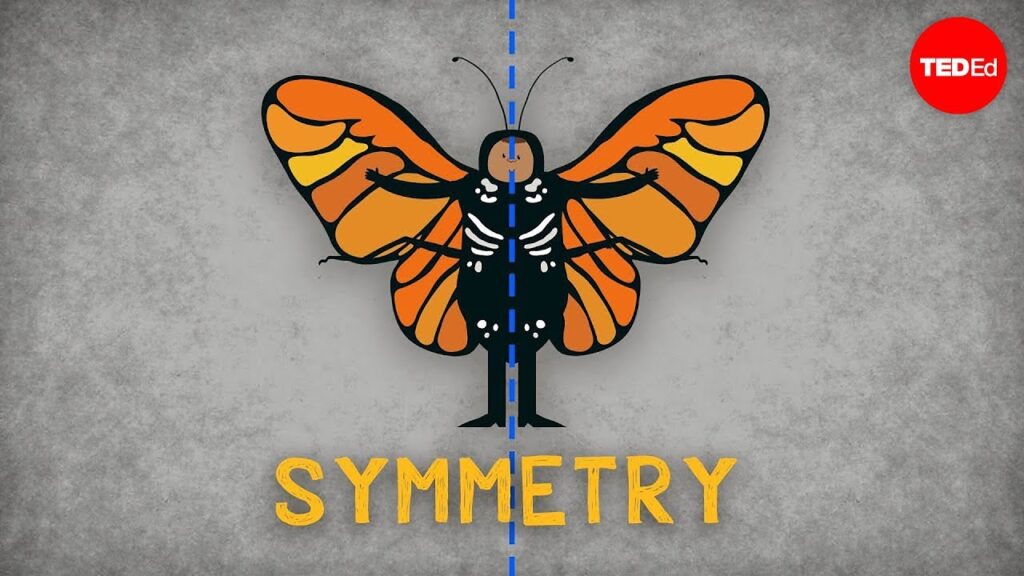 生物学における対称性：体の対称性の重要性を理解する