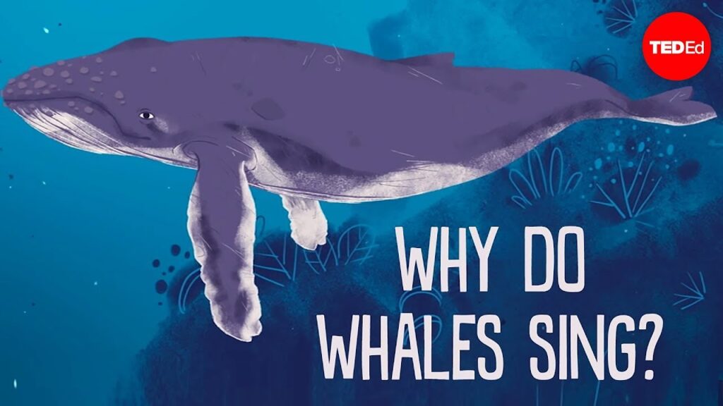 水中における音のコミュニケーション：鯨の歌う魅惑的な世界