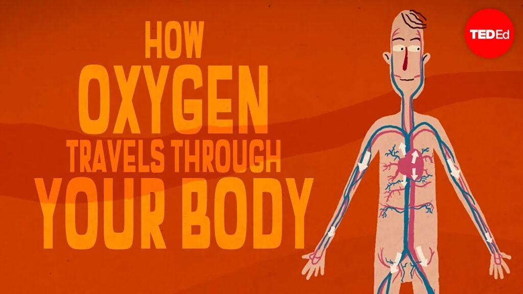 酸素の旅：あなたの体がどのように全ての細胞に酸素を届けるか