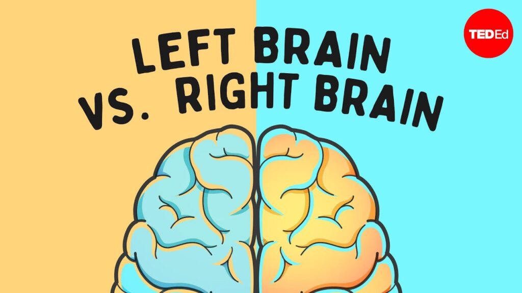 左脳と右脳の支配に関する神話