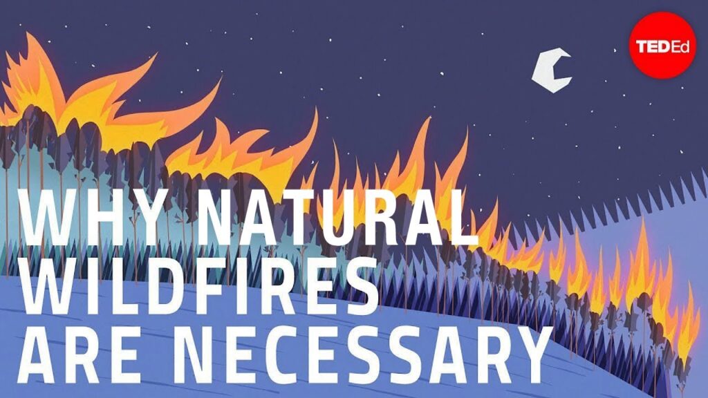 森林生態系における山火事の重要性