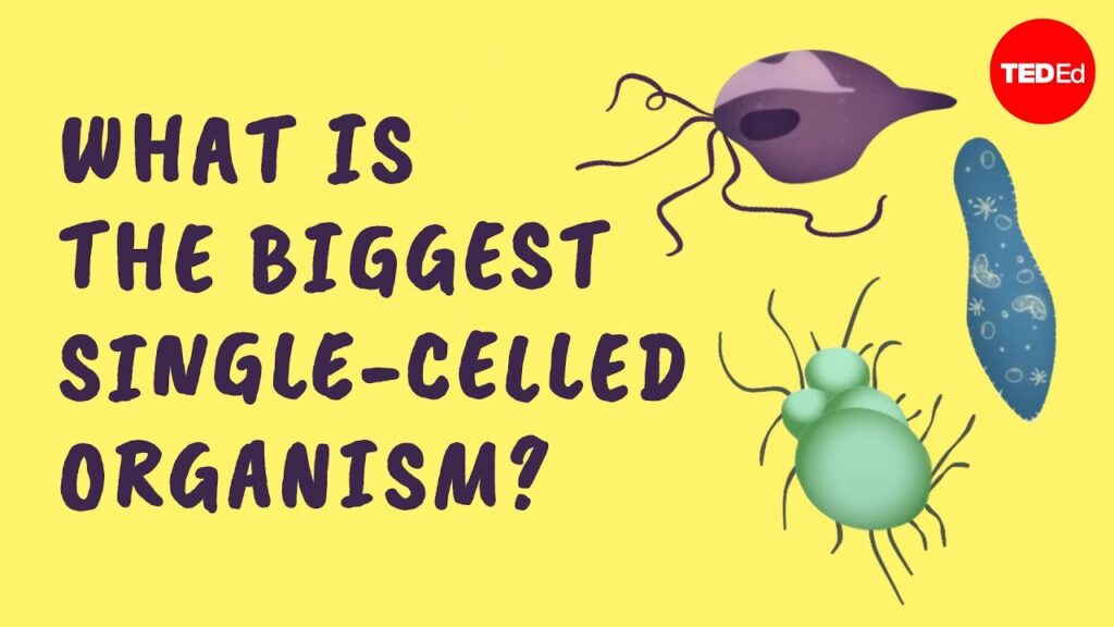 細胞の大きさの特異性：単細胞の象が存在しない理由