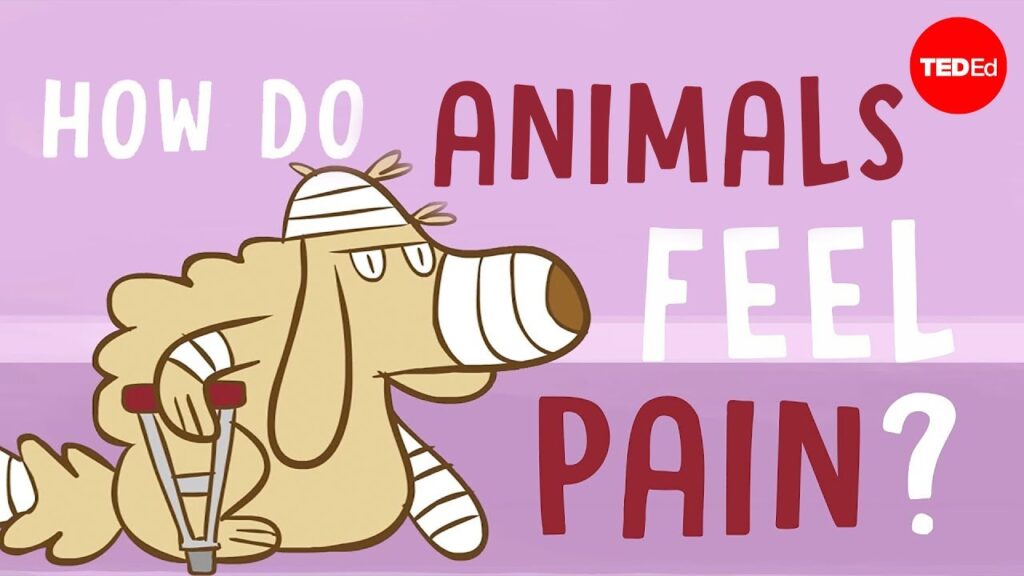 動物の痛み：ノシセプションと意識的な認識の理解