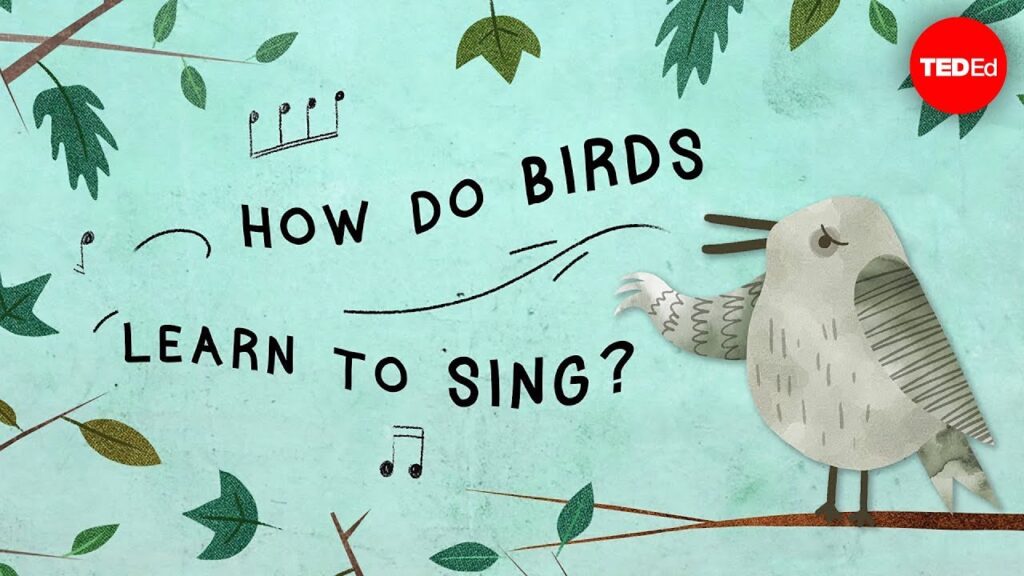鳥とその歌：学習過程の一環を探る