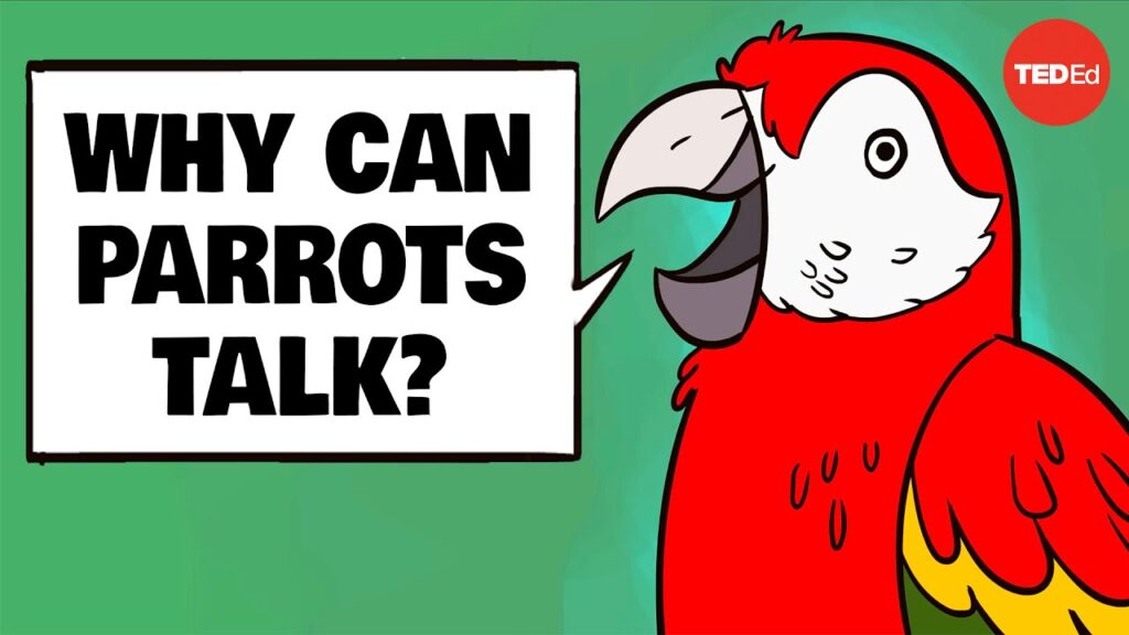 オウム：人間の話し方を真似できる魅力的な鳥