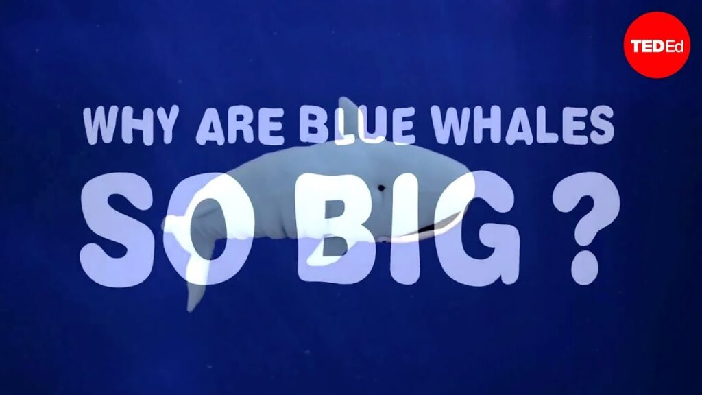 青鯨の進化：クリルが地球上最大の動物を形作った方法