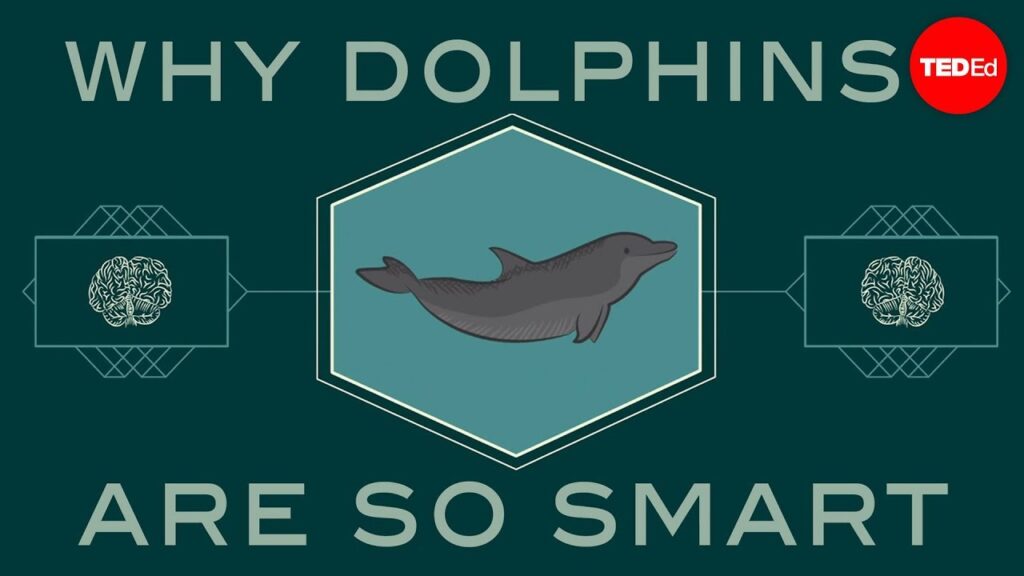 イルカ：海の最も賢い生き物