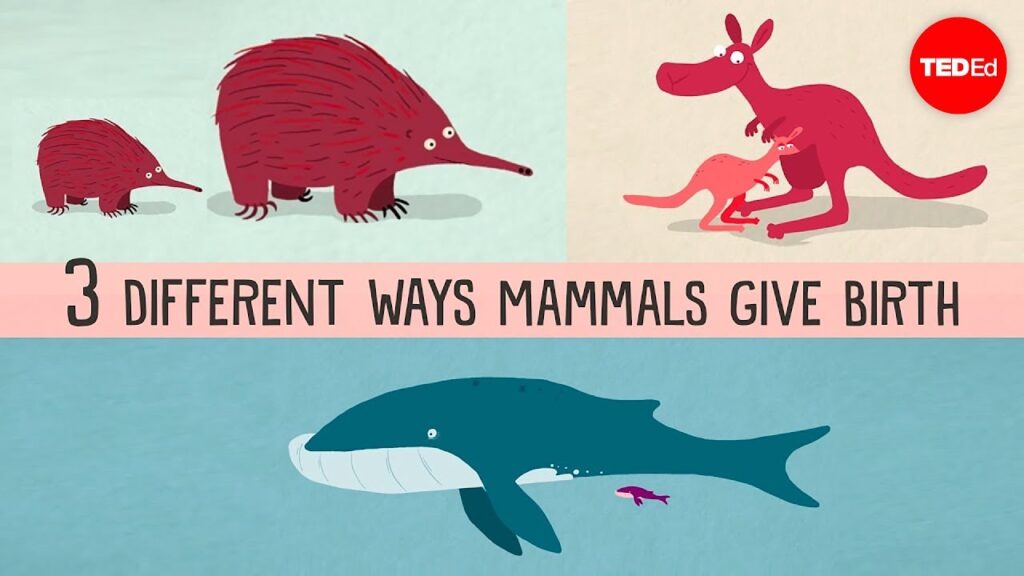 すべての哺乳類について：胎盤哺乳類から単孔類まで