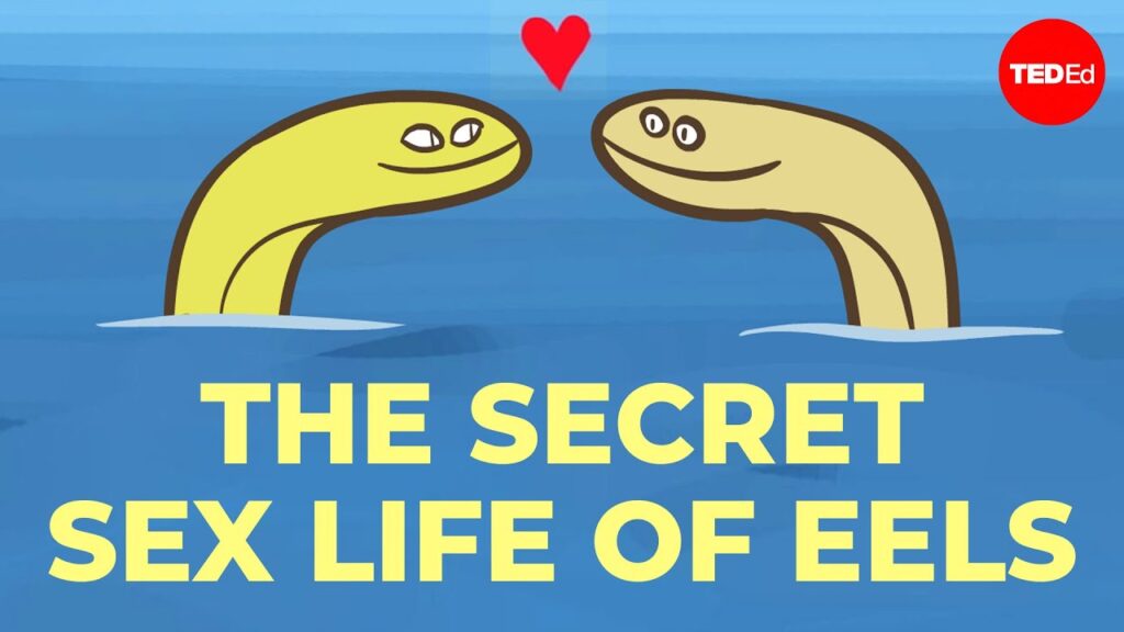 淡水ウナギの神秘的な生活サイクル：サルガッソー海からヨーロッパの川への旅