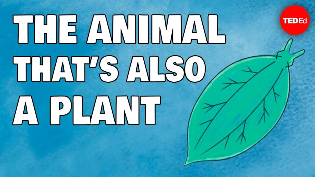 動物と植物の両方である信じられないほどのナメクジ