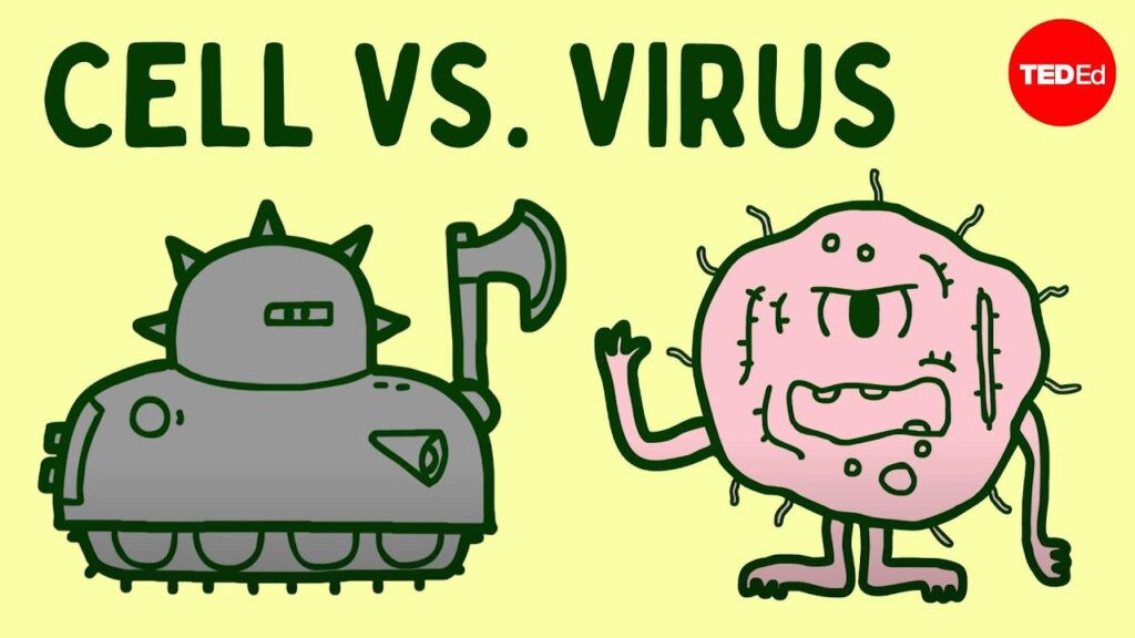 コールドウイルスの旅：細胞がどのように戦うか