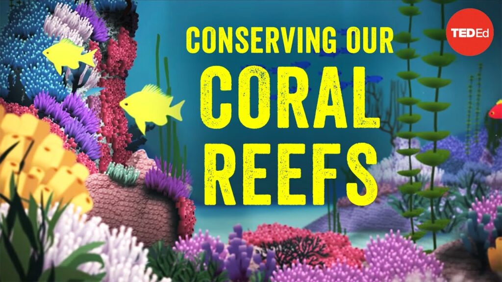 サンゴ礁の保護: 接続の重要性