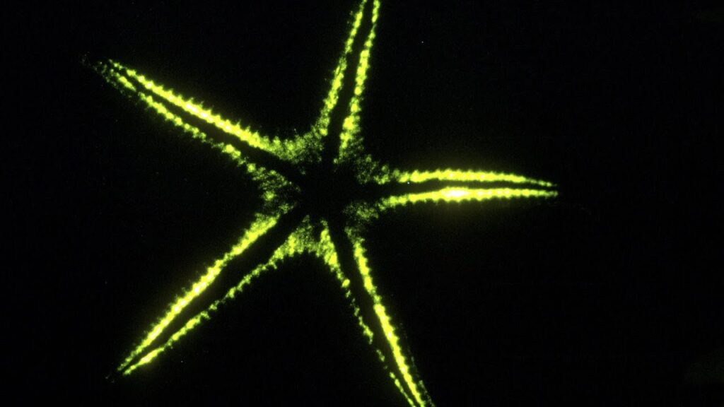 海洋の生物発光：深海の不思議を照らす