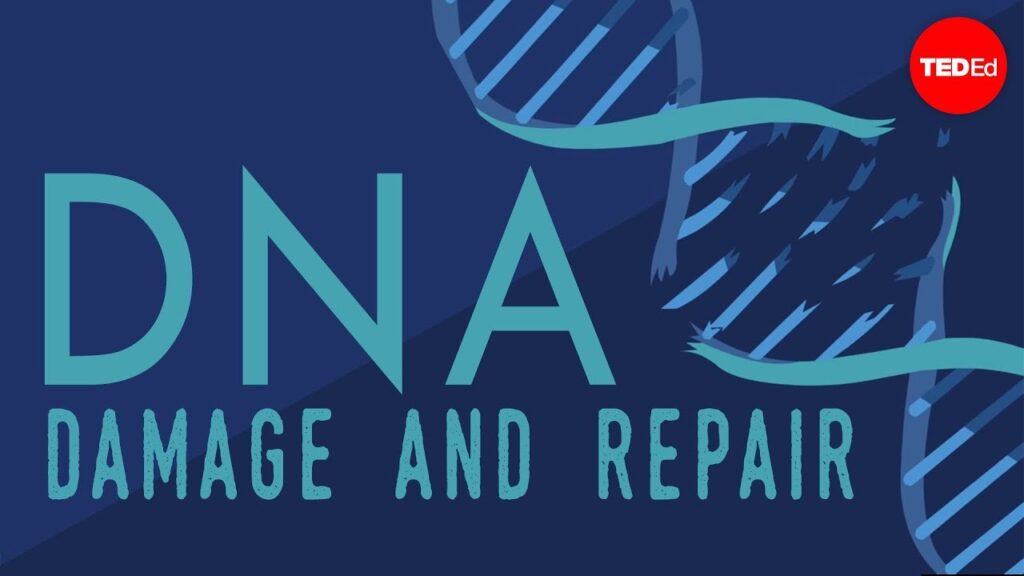 DNA修復の重要性：細胞の健康を維持するために