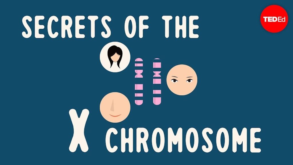 X染色体の秘密：遺伝子の受け継ぎが物理的特徴に影響を与える方法