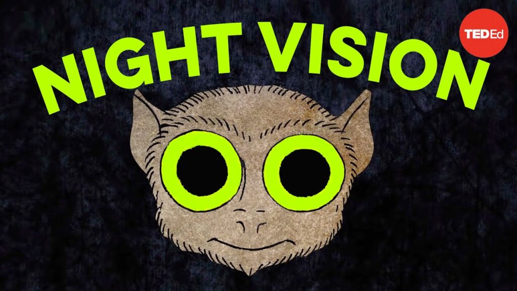夜間視覚の秘密：夜行性動物が暗闇で見る方法