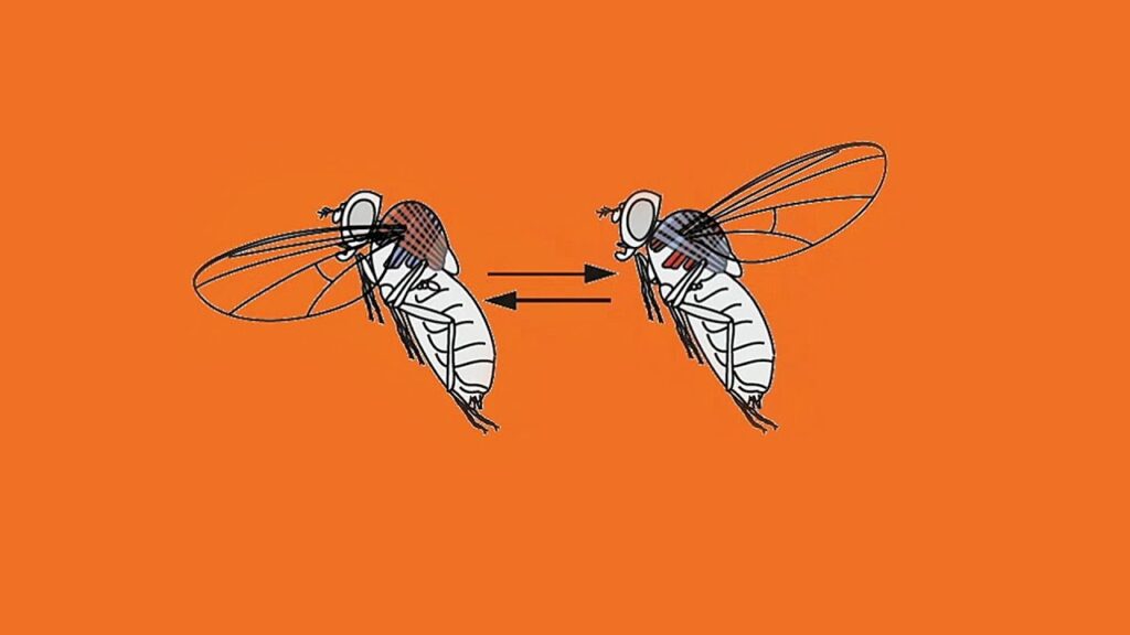 昆虫飛行の魅力的な世界：神経科学からの洞察