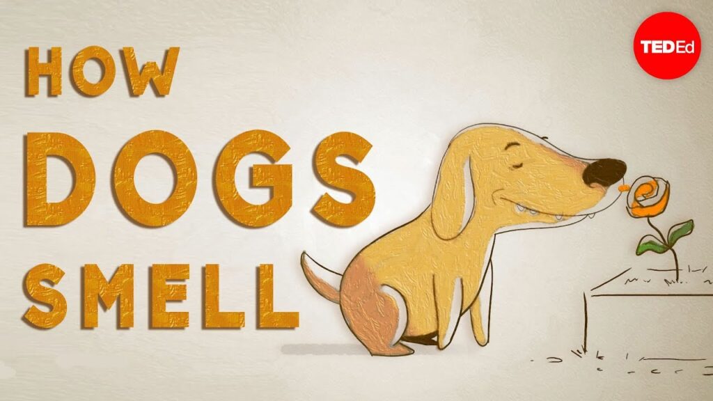 犬の鼻の素晴らしい世界：彼らの驚異的な嗅覚を探る