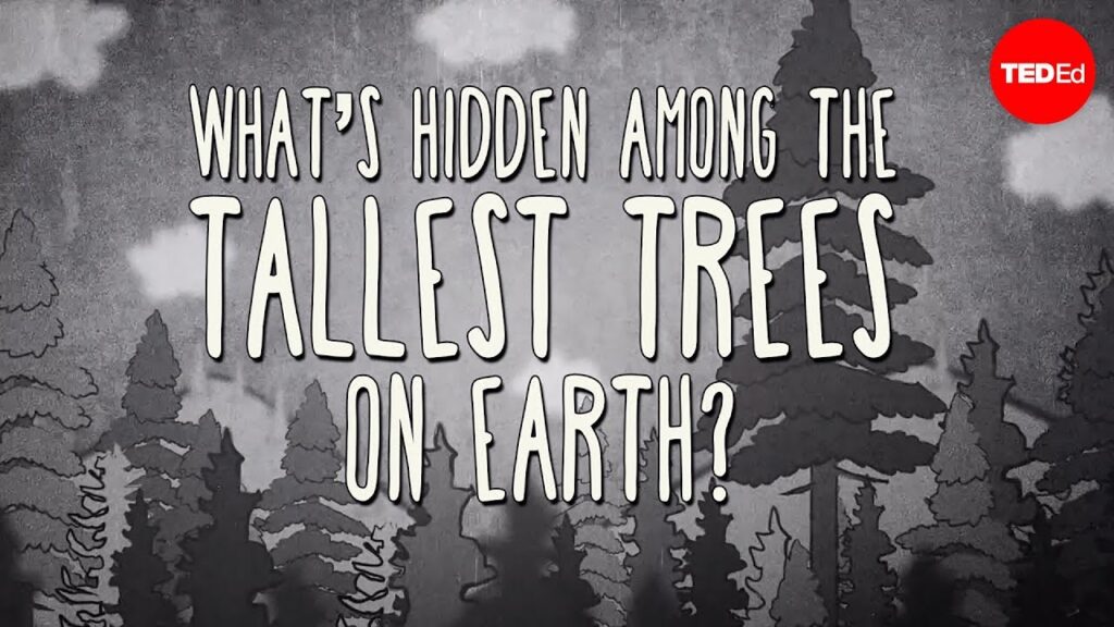 秘められた世界を探検する：スティーブン・シレットと木の冠生態学