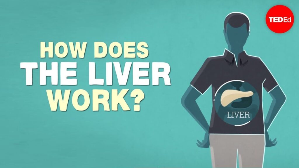 素晴らしい肝臓：私たちの体の忙しい工場