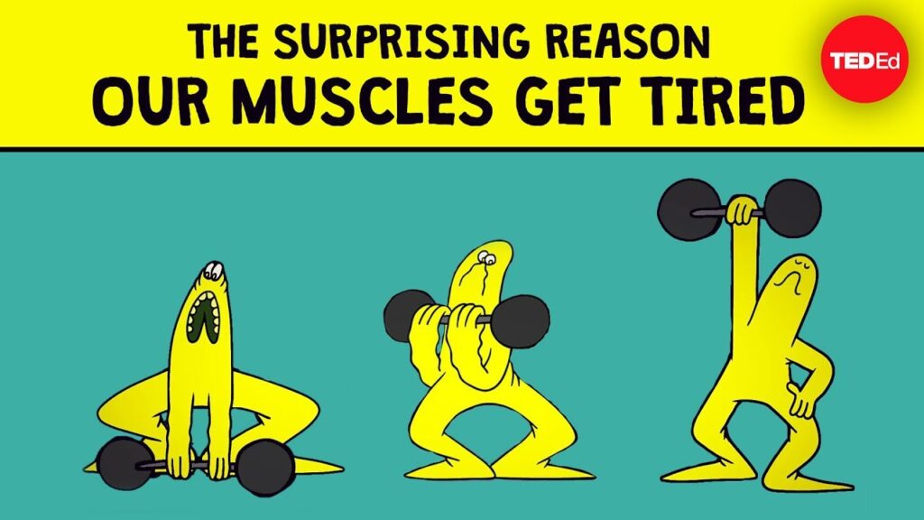 筋肉の疲労はなぜ起こるのか？筋収縮とイオンの消耗の科学