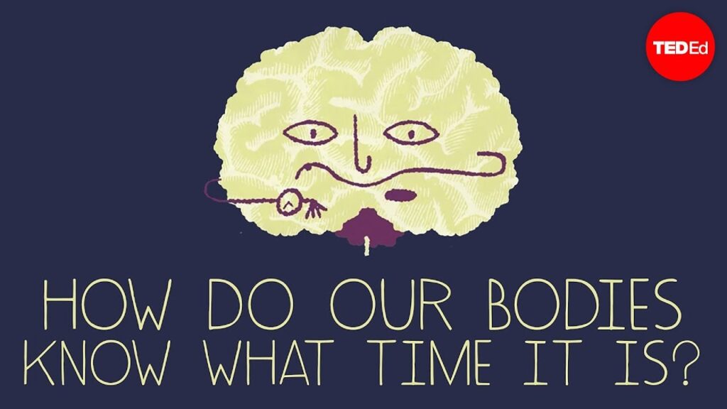 時間の科学を探る：私たちの脳の時間感覚と循環リズム