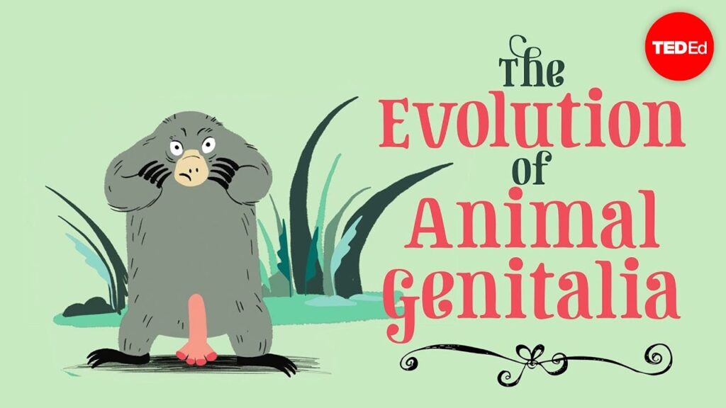 動物の生殖器の複雑な進化