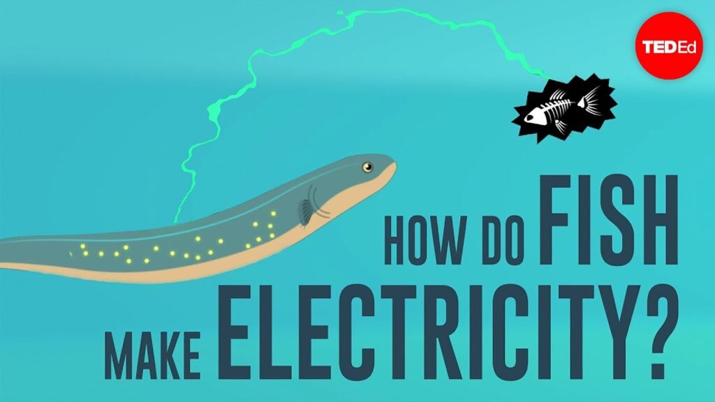 電気魚の衝撃的な世界：コミュニケーション、ナビゲーション、狩りに電気を使う方法