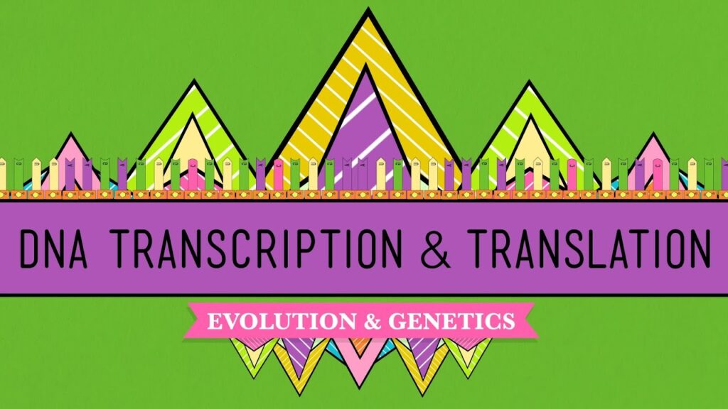 タンパク質合成：DNA転写と翻訳のプロセスを理解する